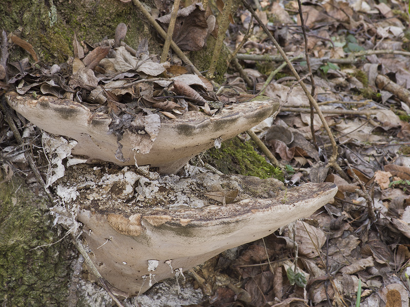 Perenniporia fraxinea